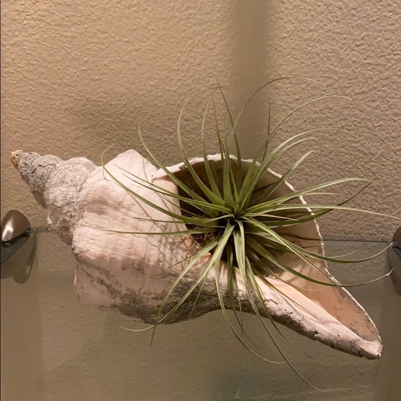 Large shell with air plant. Stunning!